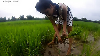 La Chica Asiática Amateur Muestra Todo En Los Arrozales